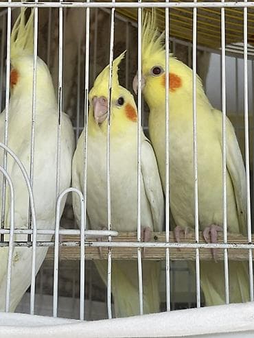 avcarka type 1: Temiz korela quslari 3 ayliqdirlar 1 disi 2 erkek tam ele oredmek — 6