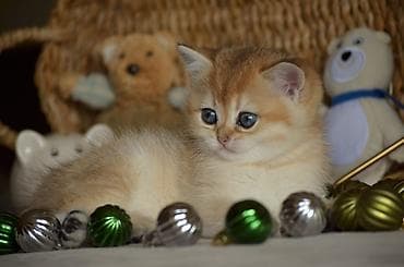 bengal pisiyi: Qızıl şinşilla, Erkək, Dişi, Ünvandan götürmə — 1