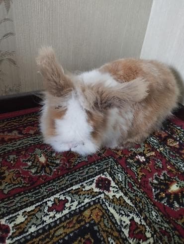 ŞİR BAŞLİ DEKORATİV ERKƏK EV DOVŞANİ. - Növ: dekorativ ev dovşanı