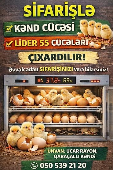 dovşan haqqında məlumat: Toyuq cücələri, Ətlik — 1