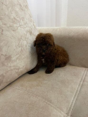 it satışı tap az: Pudel, 2 ay, Erkek — 2