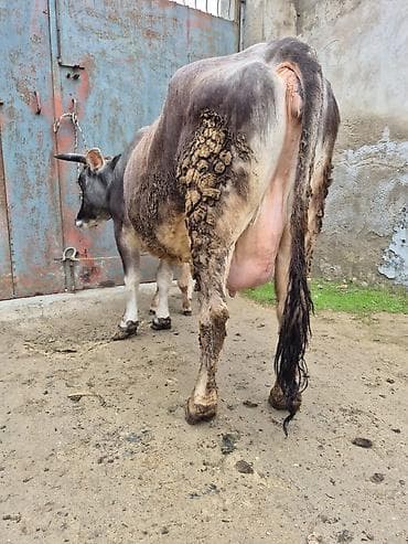 balali inək: 3 qarına doğub 2 gündü doğub bulamadı — 4