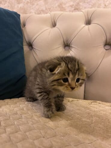 вислоухий сиамский кот: Шотладская вислоухая — 2