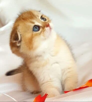 şotlan pişik: Şotland yastı qulaq, Erkək, Dişi, Yaxşı əllərə, Ünvandan götürmə, Pulsuz çatdırılma, Ödənişli çatdırılma — 119