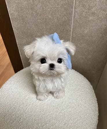 itlerin alisi: Şpitz, 2 ay, Sənədli — 1