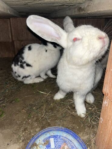 dovsanlar: Salam herr qiymete dovşanım var erkey dişi boğaz her boyda her sortda — 7