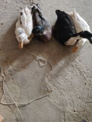 продажа домашних животных: Ordekler satilir — 1