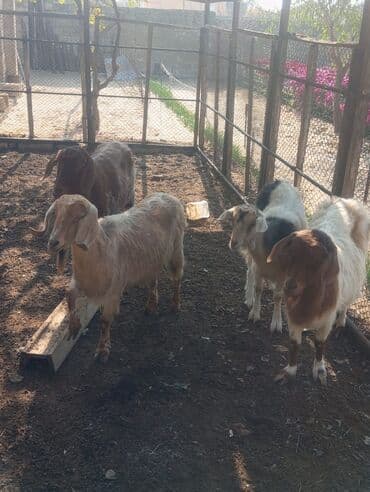 inək satılır binə: Sürülü keçilər satılır – 4 baş - Növ: yerli ətlik-südlük keçilər - — 3