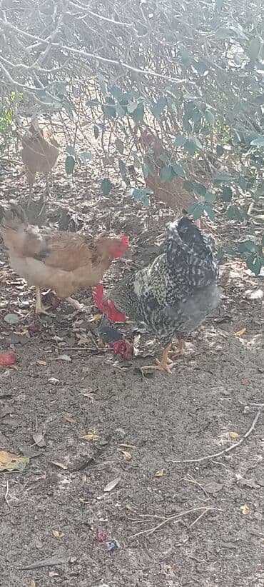 xoruzun nece rengi var: Xoruz, il: 1, Ödənişli çatdırılma — 6