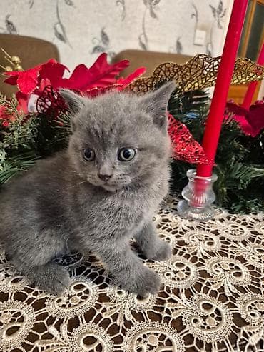 Boz rəngli, yumşaq tük örtüyünə və iri mavi-boz gözlərə malik balaca