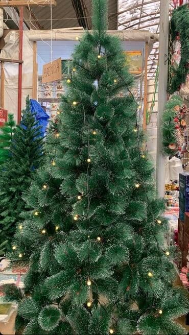 böyük yolka: Yolka — 1