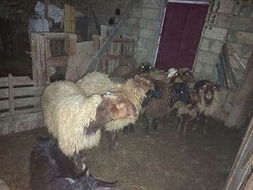 Pişiklər: Erkək, il: 1, 45 kq, Ətlik, Ünvandan götürmə — 3