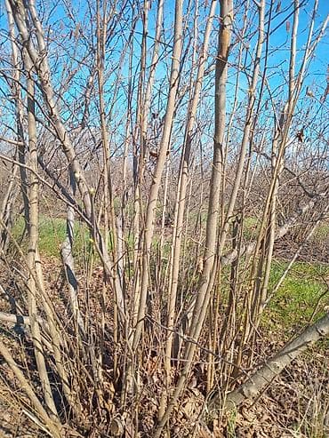 sumqayitda satiliq evler: 90 sot, Kənd təsərrüfatı, Mülkiyyətçi, Kupça (Çıxarış) — 4