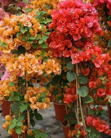 bonsai ağacı haqqında məlumat: Hər növ dekorativ ağac və güllərin satışı 🔵Sifarişlərini çatdırılması — 27