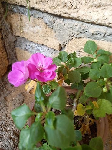 роза гул: Saksıda “Impatiens” (balzam/yenibahar) dekorativ çiçək bitkisi - Növ — 1