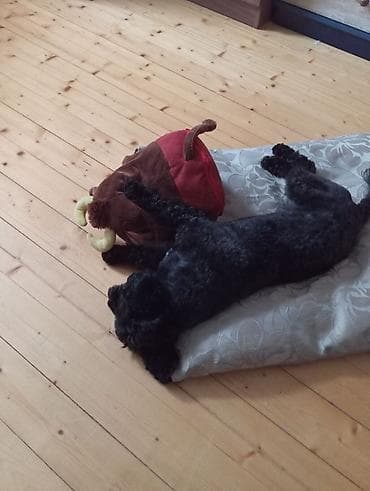 avcarka type 1: 1 yaş 7 aylıq Maltipoo cinsi cütləşdirmək üçün dişi axtarılır hər şeyi — 1