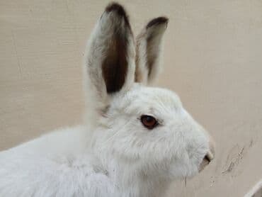 qara it sekilleri: Fiqur, rəng - Ağ — 4