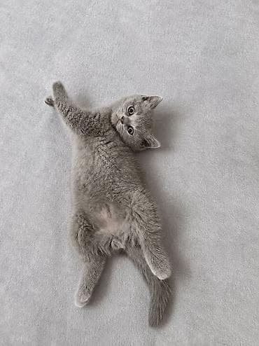 Кошки: Британская — 2
