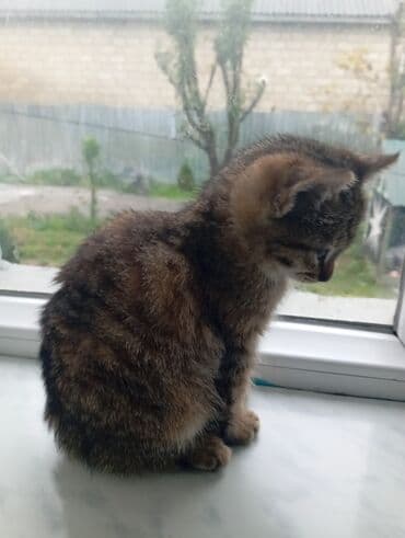 İtlər: Tabbi, Dişi, Yaxşı əllərə — 2