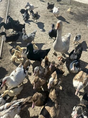 kuban ördek: Salam Aleykum Satılır Ördək Qaz Ördək Cücəsi Toyoq 36 Ədəd Lal Ördək — 28