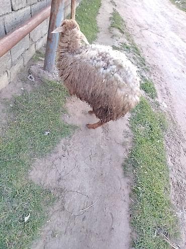 mal satisi: Dişi quzu etlil — 2