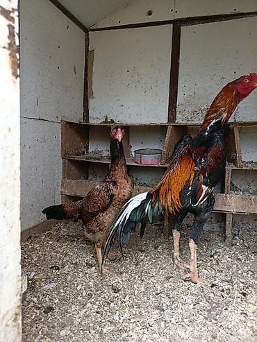 toyuq ayagi: Toyuq, Damazlıq, Ünvandan götürmə — 3