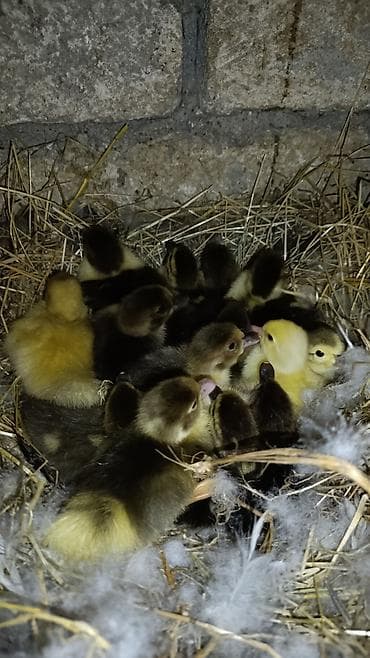 Другие птицы: 16 eded lal ordek balasi satılır ünvan bakı nesimi metrosu 9mkr — 4
