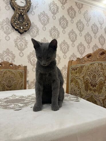 британская голубая кошка: Русская голубая — 1