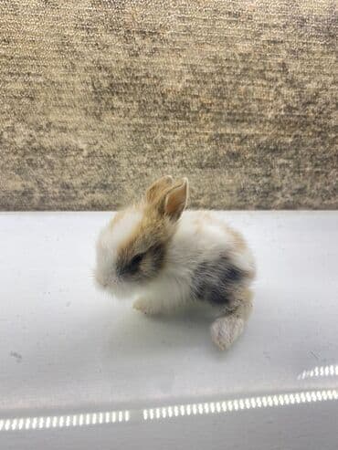 лоток для кошек баку: 6ededdir 2ve daha artıq isteyene endirim olacaqdır — 1