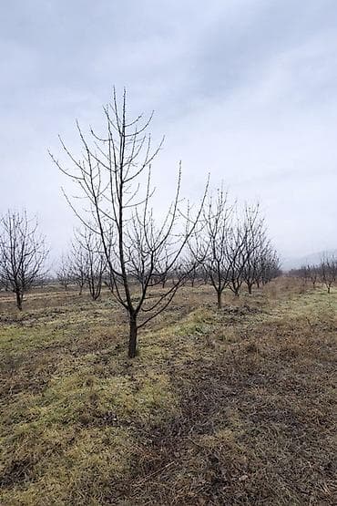 xirdalanda heyet evi: 125 sot, Kənd təsərrüfatı — 5