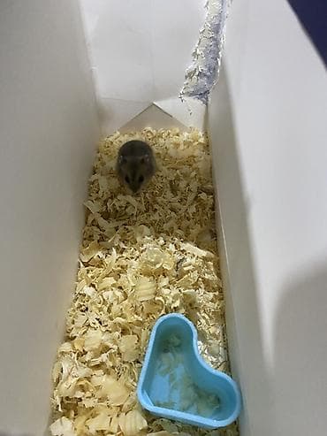 Cırtdan xomyak (cücə boyda), boz-qəhvəyi rəng çalarları ilə. Boz