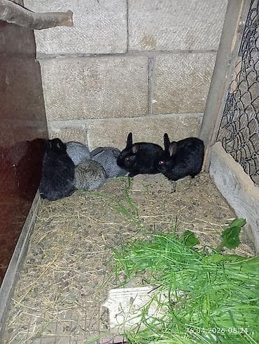 dovsan satilir: 18 eded 25 günlük balalar satilir Şəkillərdə göstərilən balalar — 3