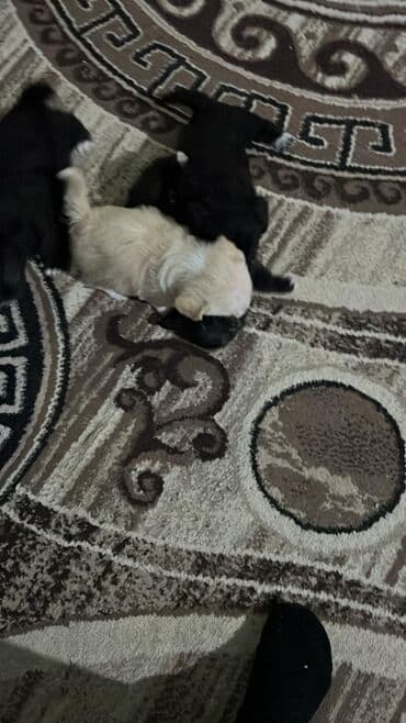 basenc itləri: Peyvəndli — 5