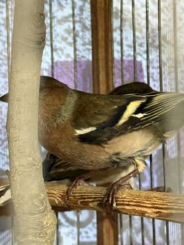 Gəmiricilər: Məhsul: Qafesdə cüt xonçayarpaq/quş (fringillid tipli ötmə quşları) — 4