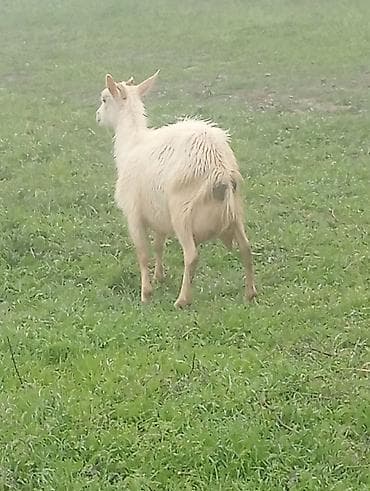 keçi satan: Super 1ci qarına super sanen keçi damazlıqa yararlı — 1