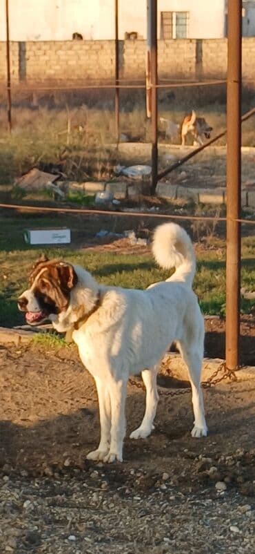 Qurdbasar, 10 ay, Dişi, Peyvəndli, Pulsuz çatdırılma