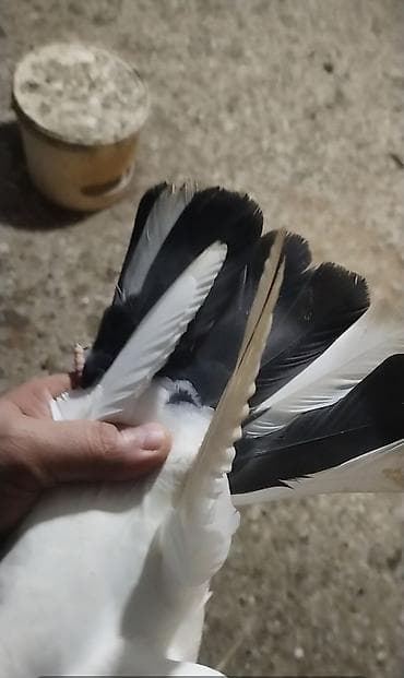 bildircin quşu: Goy quyruğ armon quyruğ mayadi ağ erkeydi hazir cutdu yumurtaya qovur — 2