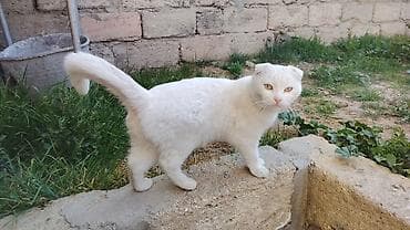 satiliq pisikler: Şotland, Dişi — 4