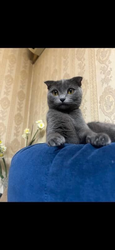 dişi pişik: Şotland — 5