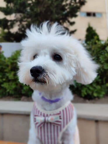 It itlər üçün zolaqlı qoşqu dəsti - Növ: döşəmə tipli qoşqu (harness)