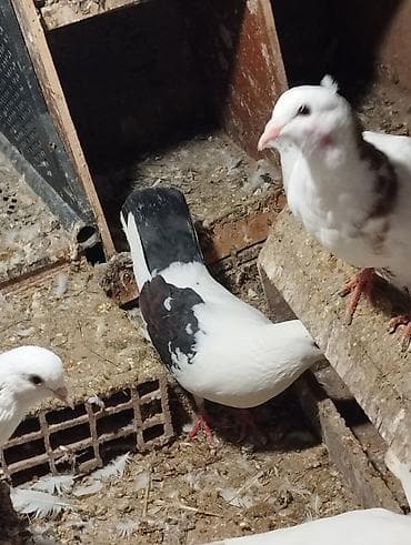 İtlər: Salam Aleykum çep maya tutulmadi dikelib oynuyan qusdu maya 25m — 2