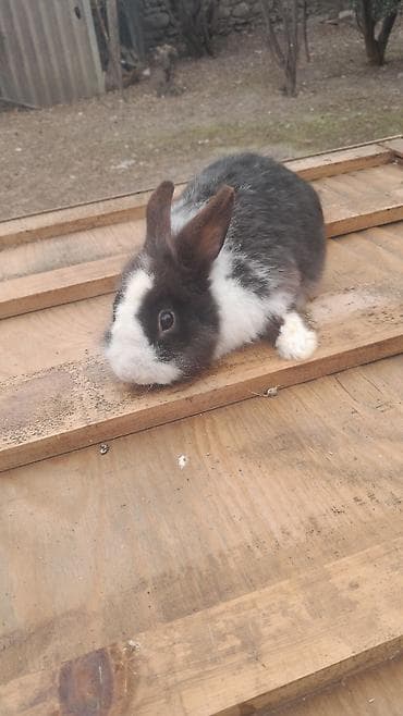 cunqarik qəfəsi: Ev dovşanı – qara‑ağ rəngli, uzunqulaq, yumşaq tüklü - Növ: dekorativ — 5