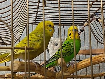 papuqay yemleri: İki Cüt Tutuquşu Satılıt Bir Cüt Ağ Bir cütdə Yaşıl və Aarı — 5