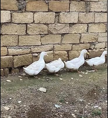 pitbull qiymeti: 24 ördək 20 fere 4 erkək hal hazırda yumurtayirlar qiymət 12 manat — 2