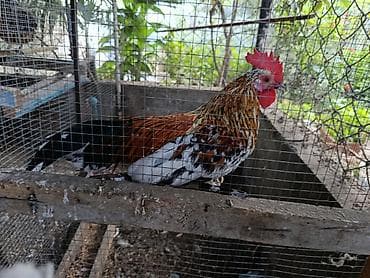 heyvan satisi: Salam barter olunur baxır təklifə — 4