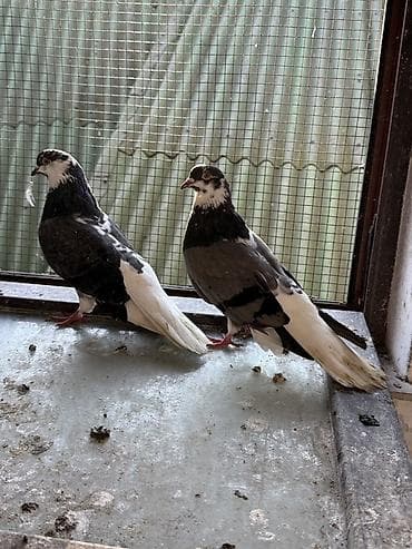 pavlin goyercin: Göyerçinler aq quyruqlar ekey maya esenlerdendi nikalayisqi cutu 35 m — 2