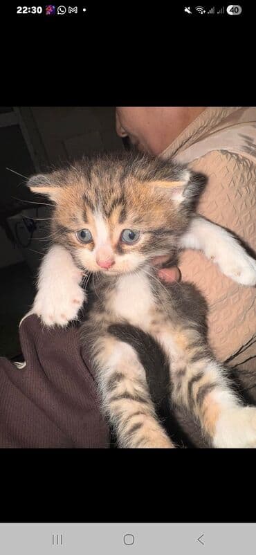 pişik yeməyi: Yaxşı əllərə — 5