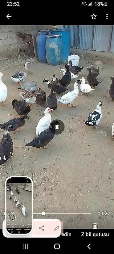 Gəmiricilər: Məhsul: Ördek sürüsü Təsvir: - Cinslər: əsasən muskovi (indoutka) və — 3