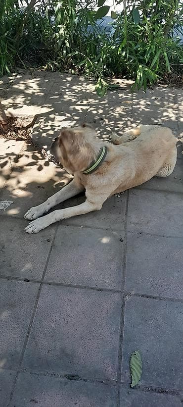 Iri sümklü kankal 3 yaş razılaşmaq olar — 4