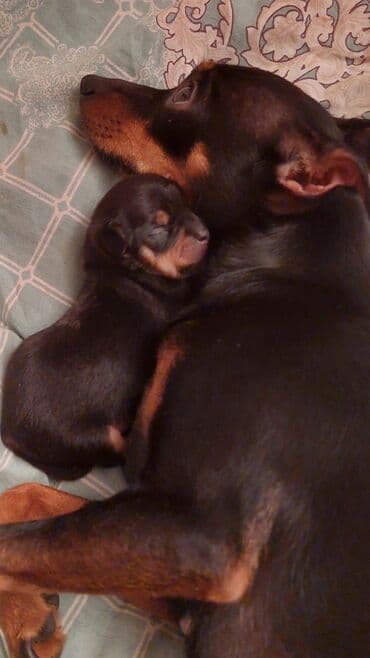 Heyvanlar üçün mallar: Miniatür pinçer, Peyvəndli — 2